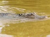 An alligator is partially submerged in murky water, with only its head and part of its back visible above the surface.