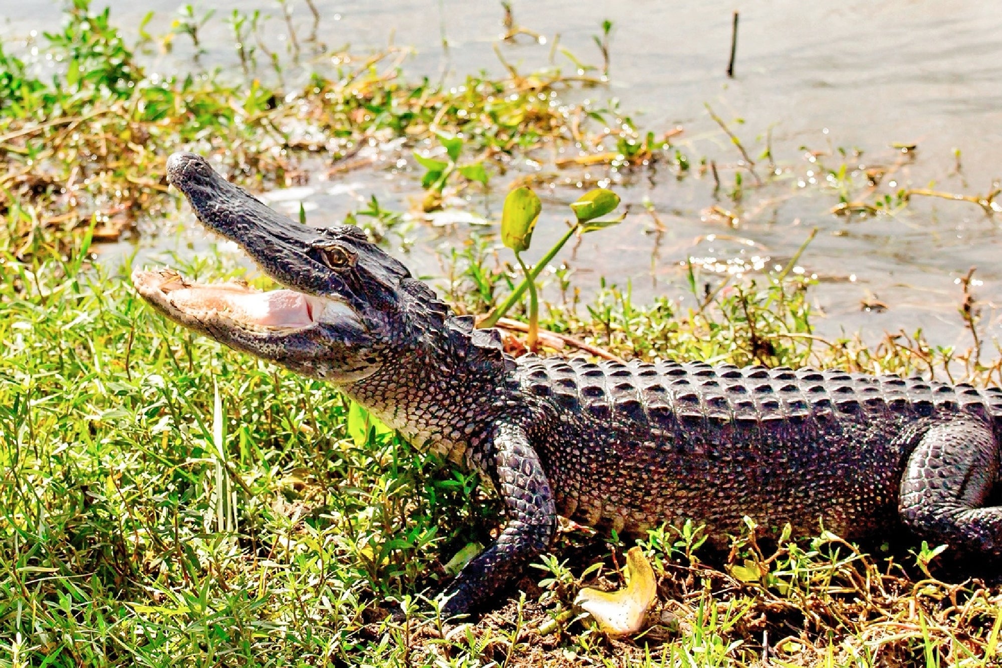 An alligator with its mouth open rests on grassy ground near the edge of a body of water.