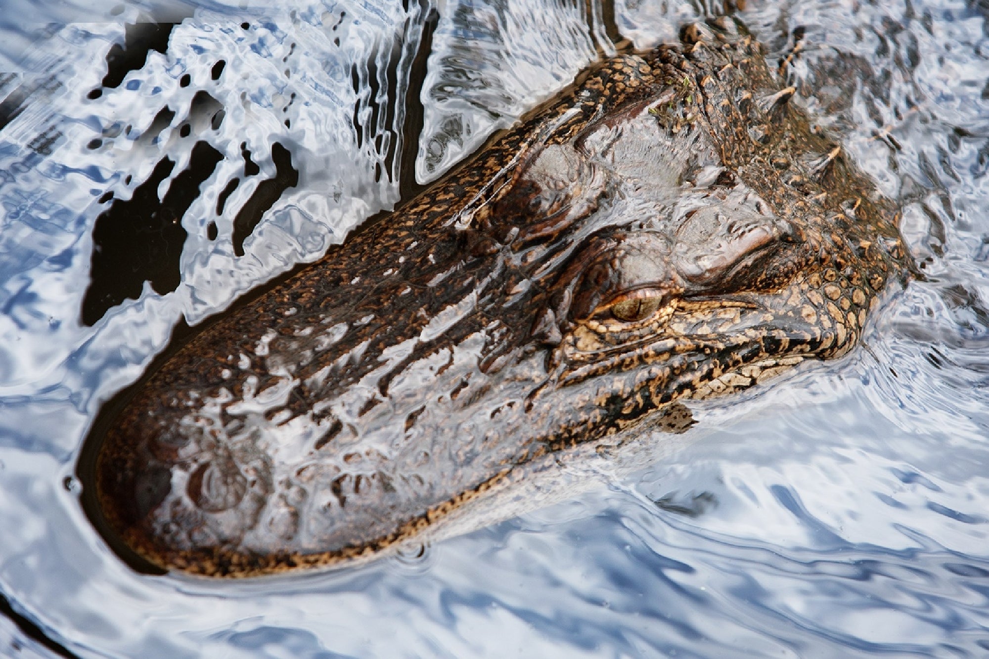 Close-up of an alligator's head partially submerged in water, with its eyes and rough textured skin visible above the surface.