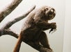 Smithsonian National Museum of Natural History Tour