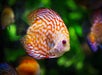 A close-up of an orange and white discus fish swimming in an aquarium with a green blurred background.