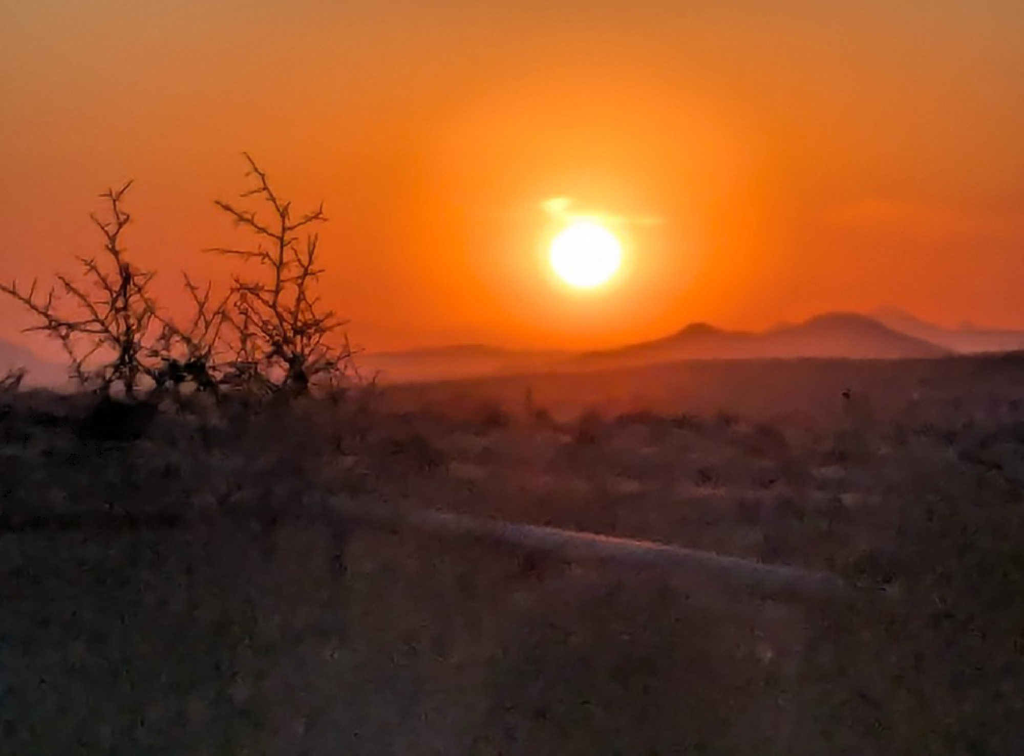 Sunset over a desert landscape with silhouetted thorny bushes and distant mountains, bathed in warm orange hues.
