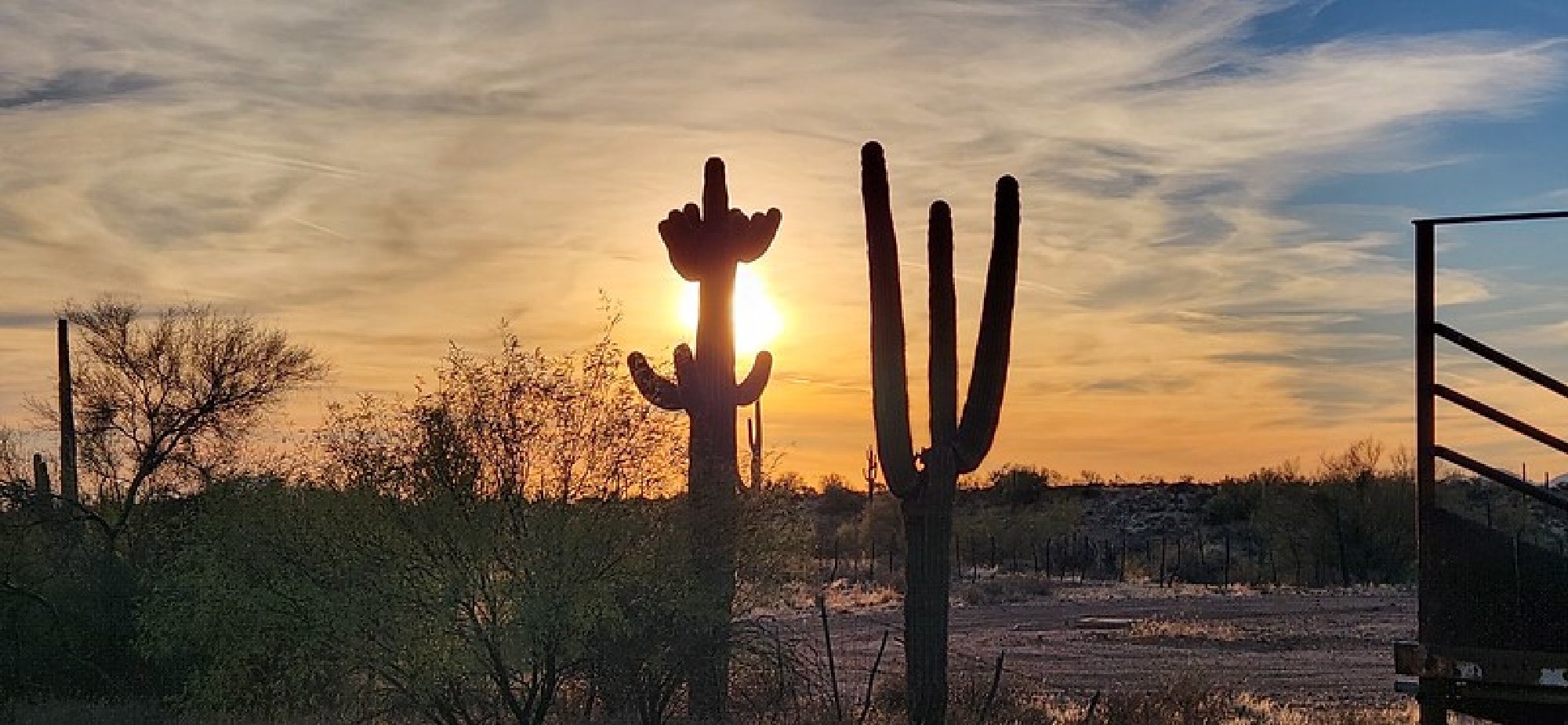 Silhouettes of two saguaro cacti against a sunset sky in a desert landscape, with scattered brush and a partly cloudy sky.