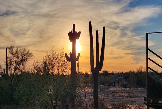 Silhouettes of two saguaro cacti against a sunset sky in a desert landscape, with scattered brush and a partly cloudy sky.