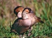Hawaiian Nene Goose