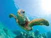 Sea turtle at Big Island, Hawaii