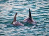 Dolphin and Wildlife Adventure Cruise