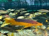 St. Augustine Aquarium in St. Augustine, FL