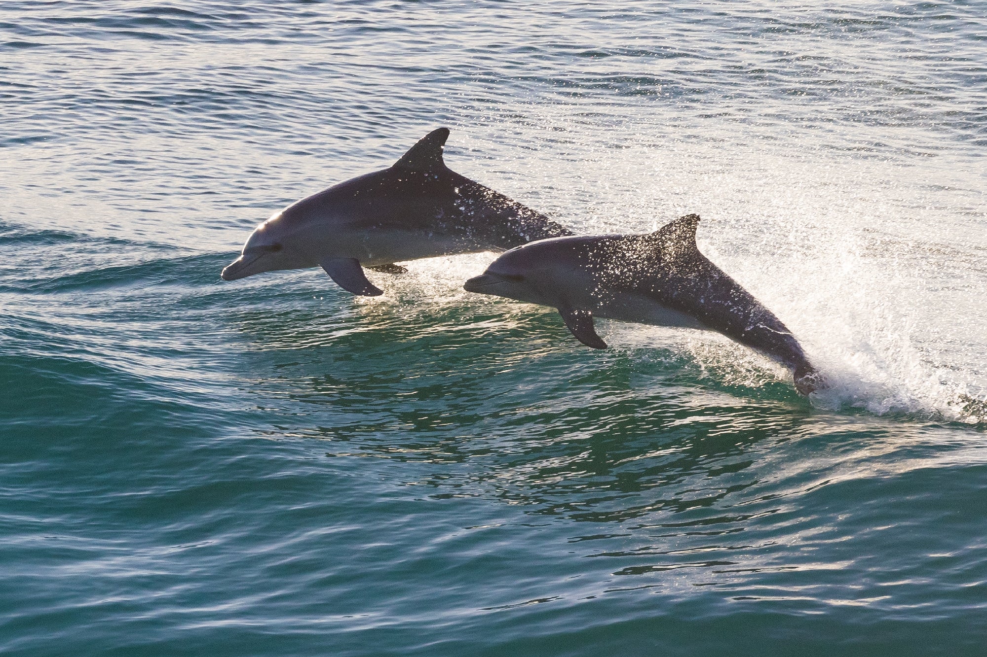 Two dolphins leap over the ocean surface with splashes, under a clear sky.