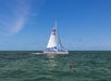 A sailboat moves across the ocean under a clear blue sky, with a group of dolphins swimming in the water nearby.