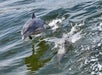 Two dolphins swimming and leaping in the ocean, creating splashes in the water.