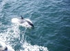 A dolphin swimming near the surface of the ocean close to a boat.