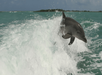 A dolphin leaps out of turquoise ocean water with waves splashing around under a clear sky.