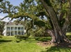 A large tree with sprawling branches stands in front of a two-story white house with green shutters and a wraparound porch, surrounded by lush greenery.