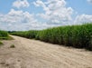 A sandy dirt road next to a field of tall green sugarcane with a blue cloudy sky over head on a sunny day at the Felicity Plantation.