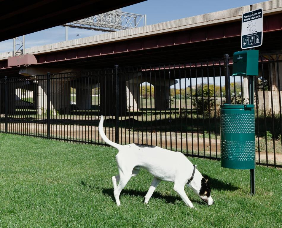 A black and white dog sniffs the grass near a green waste bin in a park under a bridge. A sign above the bin instructs users to clean up after pets. A metal fence runs along the area.
