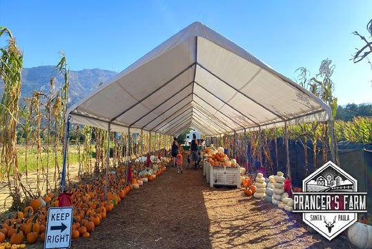 A rustic tent walkway at Prancer's Farm with assorted pumpkins and a "Keep Right" sign. People are walking through the passage lined with corn stalks under a clear blue sky.