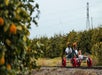 A man and woman pedaling on the Sunburst Railbikes tour through a grove of tangerines on a sunny day near Los Angeles.