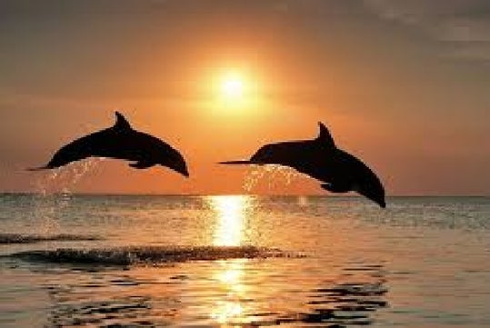 Dolphins at Sunset - Sunset Celebration Cruise in Clearwater, FL