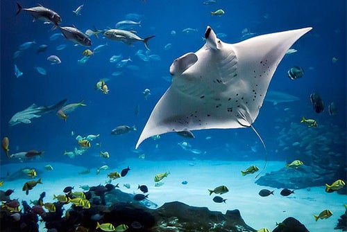 Manta ray with tropical fish - Sunset Cruise and Night Manta Swim in Kailua-Kona, Hawaii