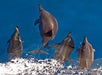Dolphins on bow