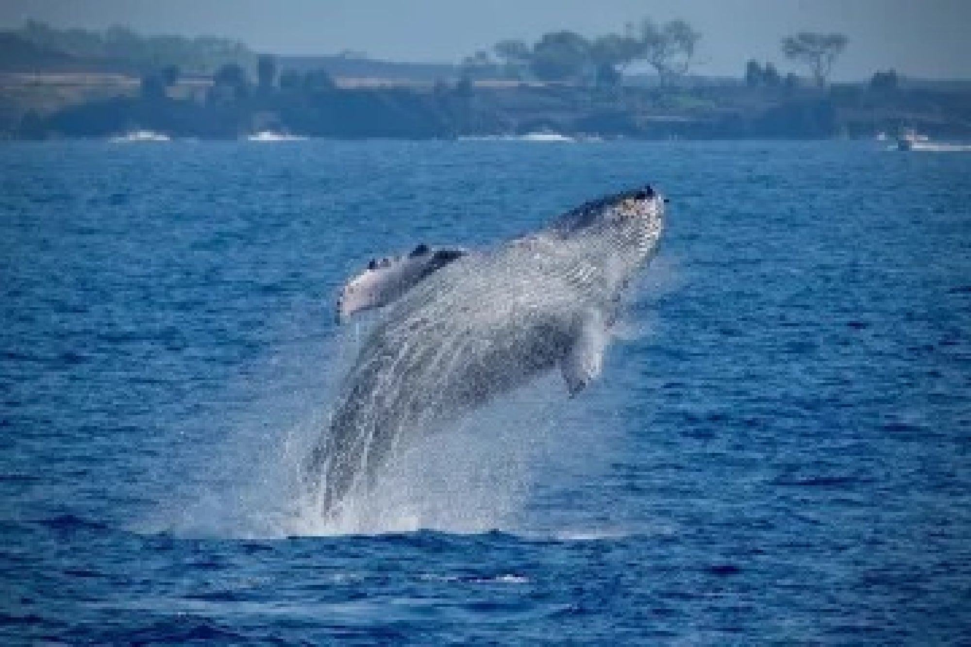 Super-Raft Hawaii Whale Watching Experience in Kailua-Kona, HI