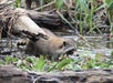 The swamp offers an exciting chance to experience native wildlife, including raccoons, turtles, birds, alligators, and more.