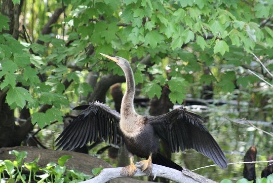 Discover a variety of magnificent birds that inhabit the swamp.