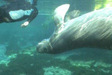 Swim Where the Manatees Live! with Transportation - Orlando, FL