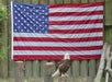 Visit the national bird, the Bald Eagle, at Homosassa's State Park!