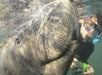 Snorkel upclose to the wild manatees