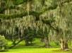 Live Oak trees on Avery Island