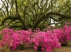 Azaleas in the Jungle Garden