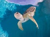 A sea turtle swims near the surface of clear blue water, with one flipper raised and sunlight illuminating its shell.