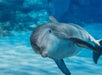 A bottlenose dolphin swims underwater in a clear blue environment, facing the camera.
