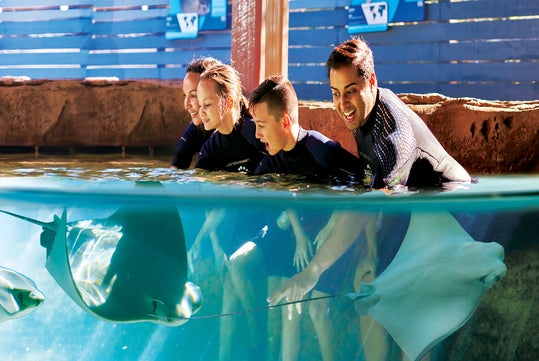 A family of four enjoying their interaction with the stingrays at Florida Aquarium.