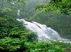 Rain Forest Waterfall