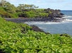 Native Hawaiian Naupaka at Waianapanapa