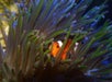 Clownfish at The Florida Aquarium.