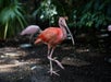 The scarlet ibis, sometimes called red ibis gracing The Florida Aquarium.
