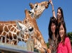 Three dark haired women smiling while feeding two giraffes on a sunny day at Zoo Miami.
