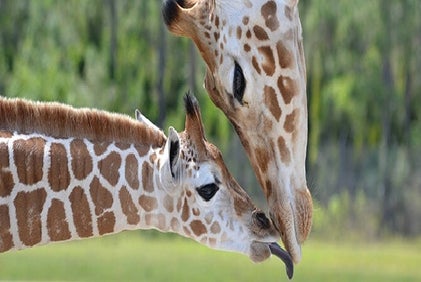 A mother giraffe with her head down letting her baby lick her nose on a sunny day with trees in the background at Lion Country Safari.