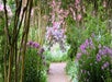 A garden path lined with purple flowers and greenery, leading through trees with pink blossoms.