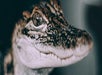 Close up of a baby alligator on the Jean Lafitte Swamp Tour.