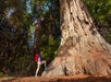 A hike wearing a bright red back pack with his foot up on the base of a giant sequoia tree.