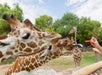 Get up close and hand-feed giraffes at the zoo.
