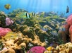 Reef wonders abound at Turtle Canyon reef