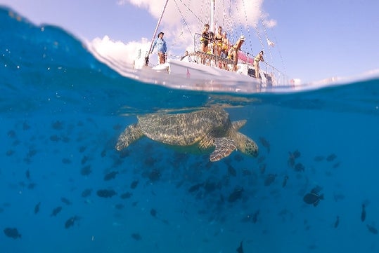 A sea turtle swims underwater among fish while people observe from a boat above the water's surface on a sunny day.