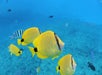 Hawaiian reef fish.