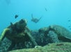 Turtles and Hawaiian reef fish 